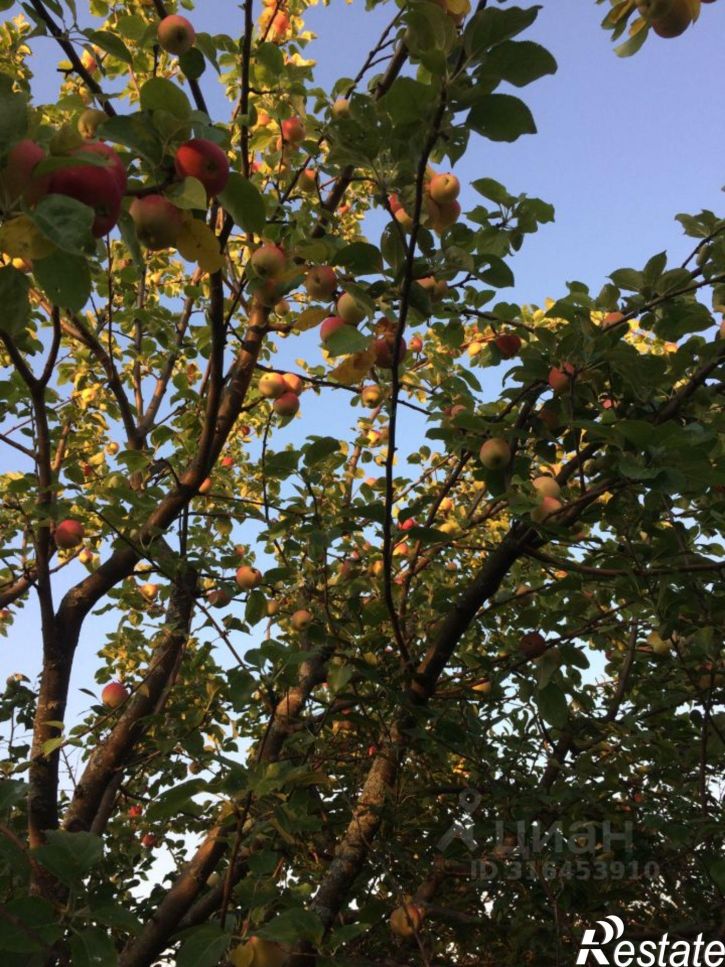 Коттедж/дом СНТ Полюшко