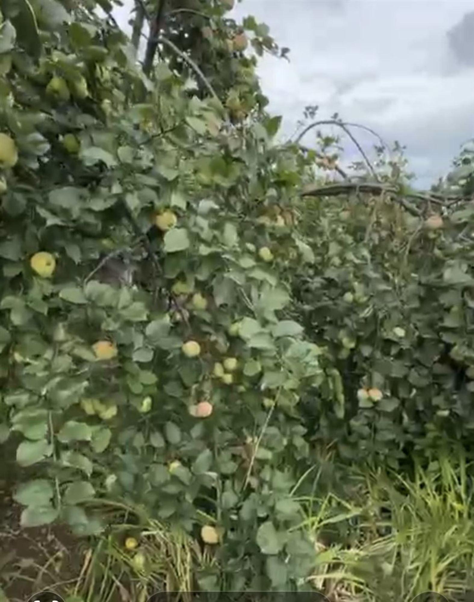 Купить дачу, дом, коттедж за 520 000 рублей на тер. СНТ Металлоткач