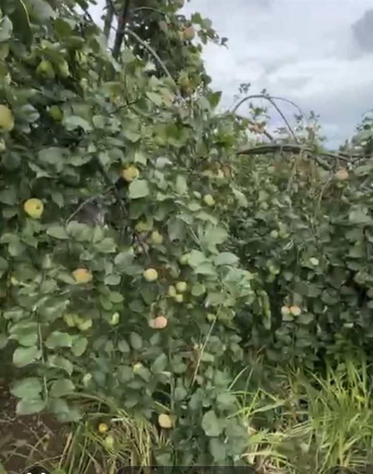 Коттедж/дом тер. СНТ Металлоткач