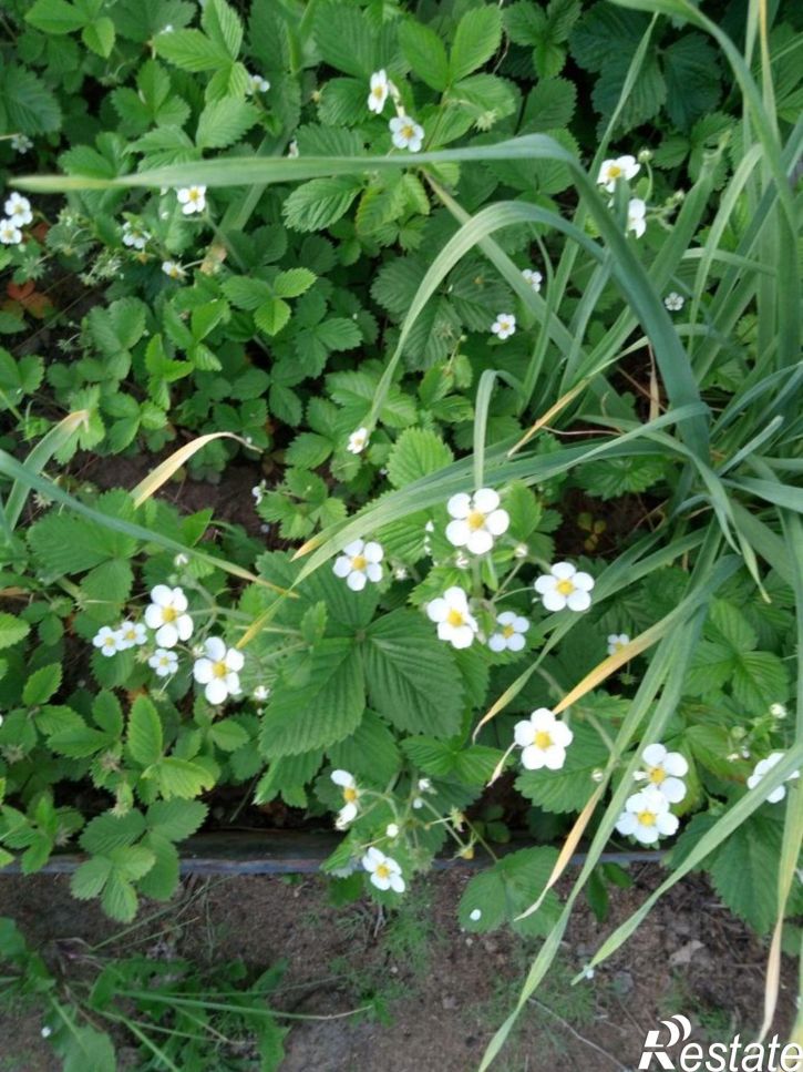 Коттедж/дом село Троица